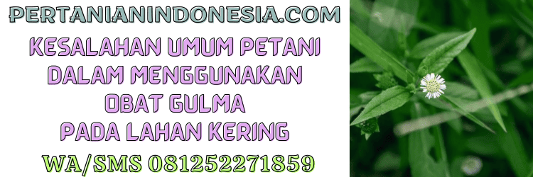 kesalahan,petani,budidaya,budidaya padi,pertanian indonesia